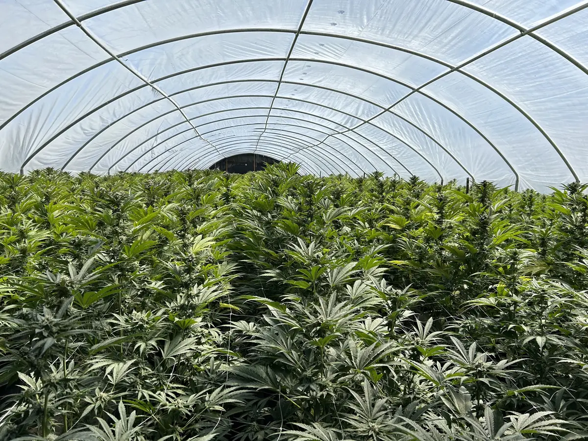 Cannabis compliance consultant reviewing operations at licensed outdoor cannabis cultivation facility in Northern California