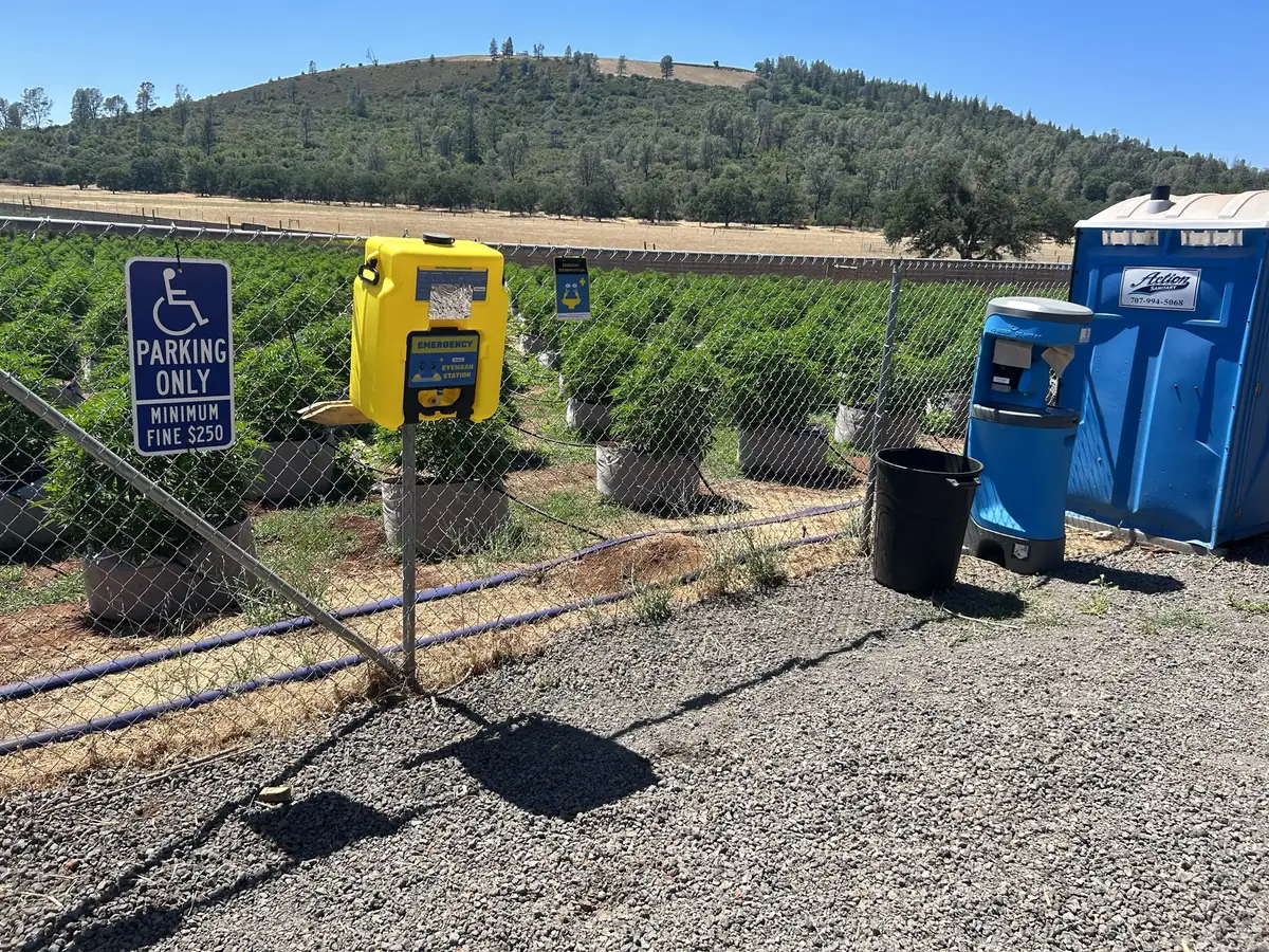 Cannabis consultant inspecting large outdoor cannabis plant at licensed cultivation site in Northern California