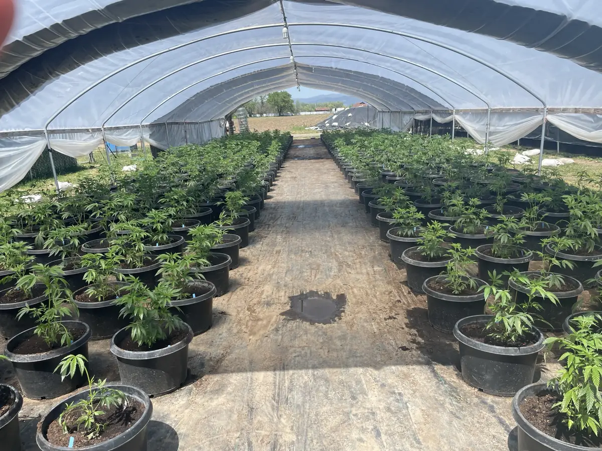 Wegner Consulting cannabis compliance consultant conducting field assessment at licensed outdoor operation in Northern California