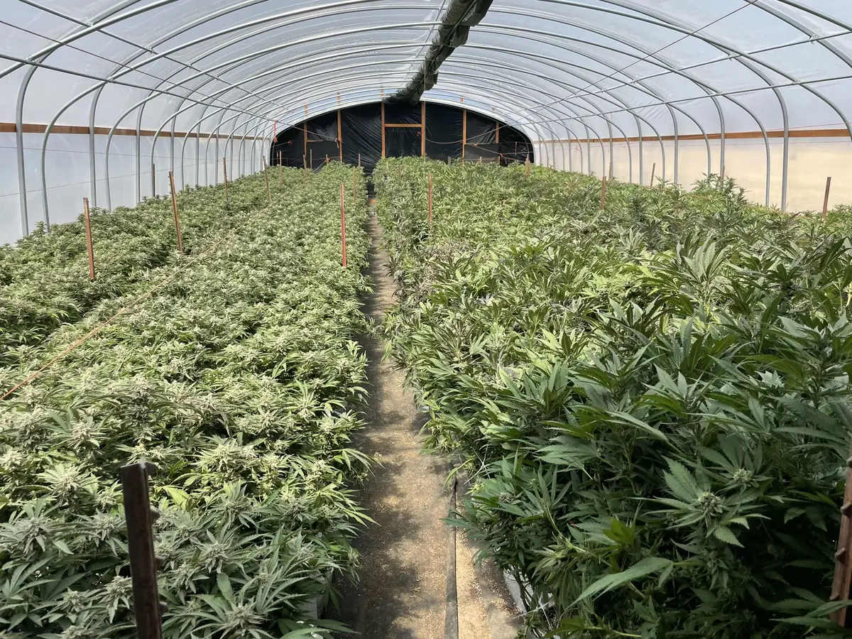 Cannabis cultivation site infrastructure overview showing facilities and growing areas in Northern California