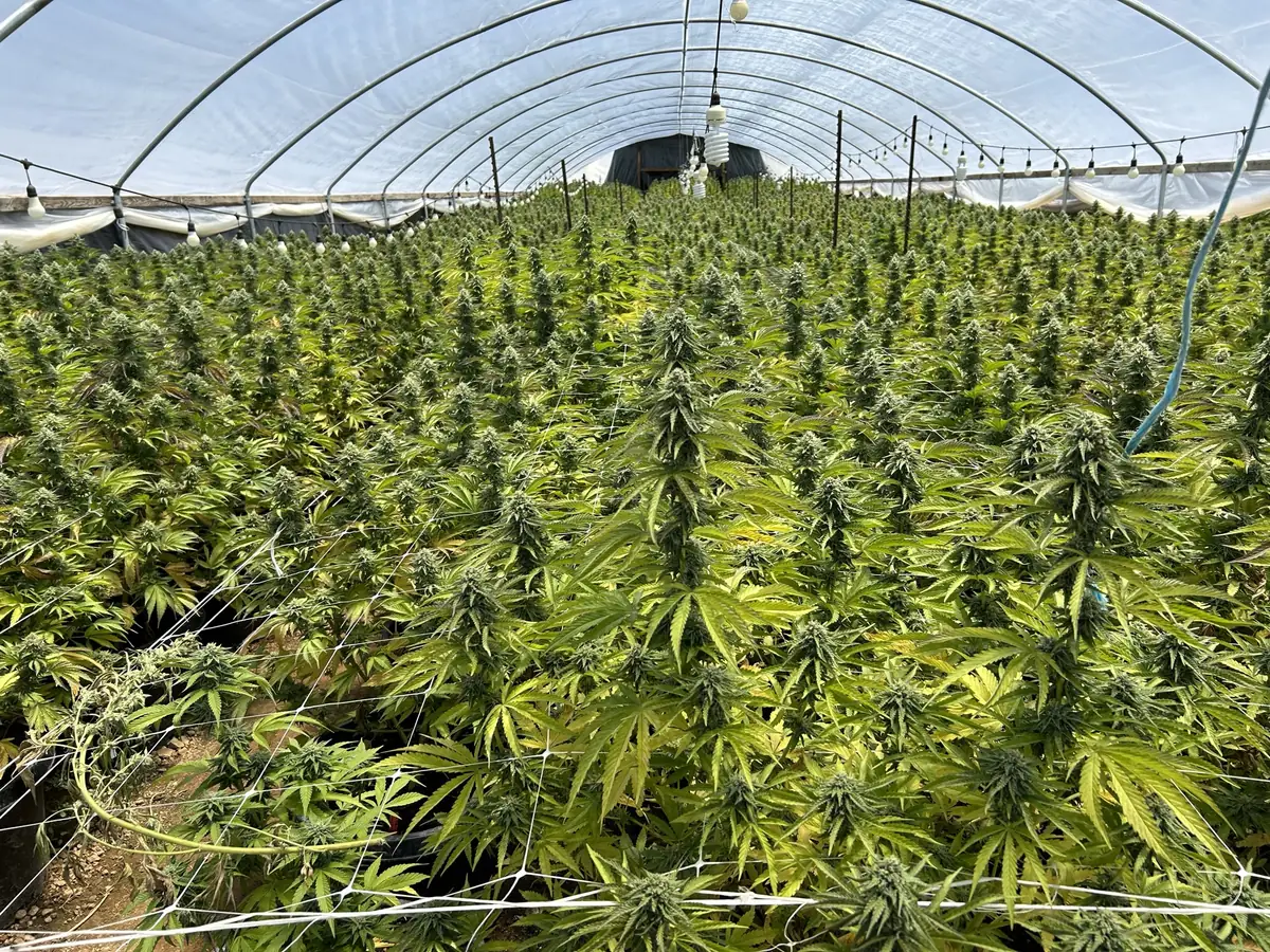 Overview of licensed cannabis cultivation site in Northern California showing cultivation area and infrastructure