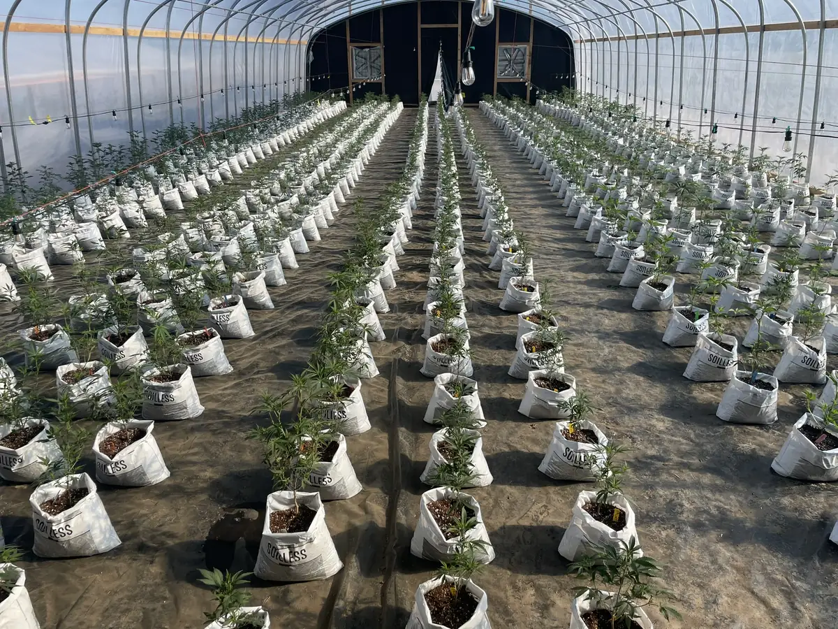 Water storage tanks at licensed cannabis cultivation site in Northern California for irrigation compliance