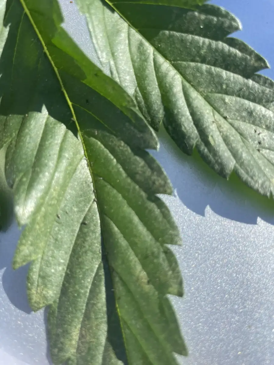 Wide view of licensed cannabis cultivation site showing full operation scale in Northern California