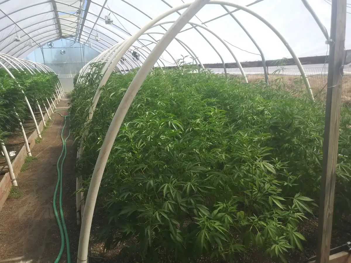 Cannabis greenhouse ground bed cultivation with drip irrigation system inside hoop house in California