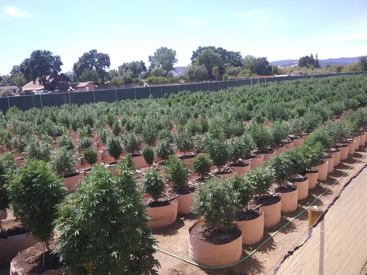 Cannabis greenhouse interior with soilless cultivation bags and supplemental lighting in California