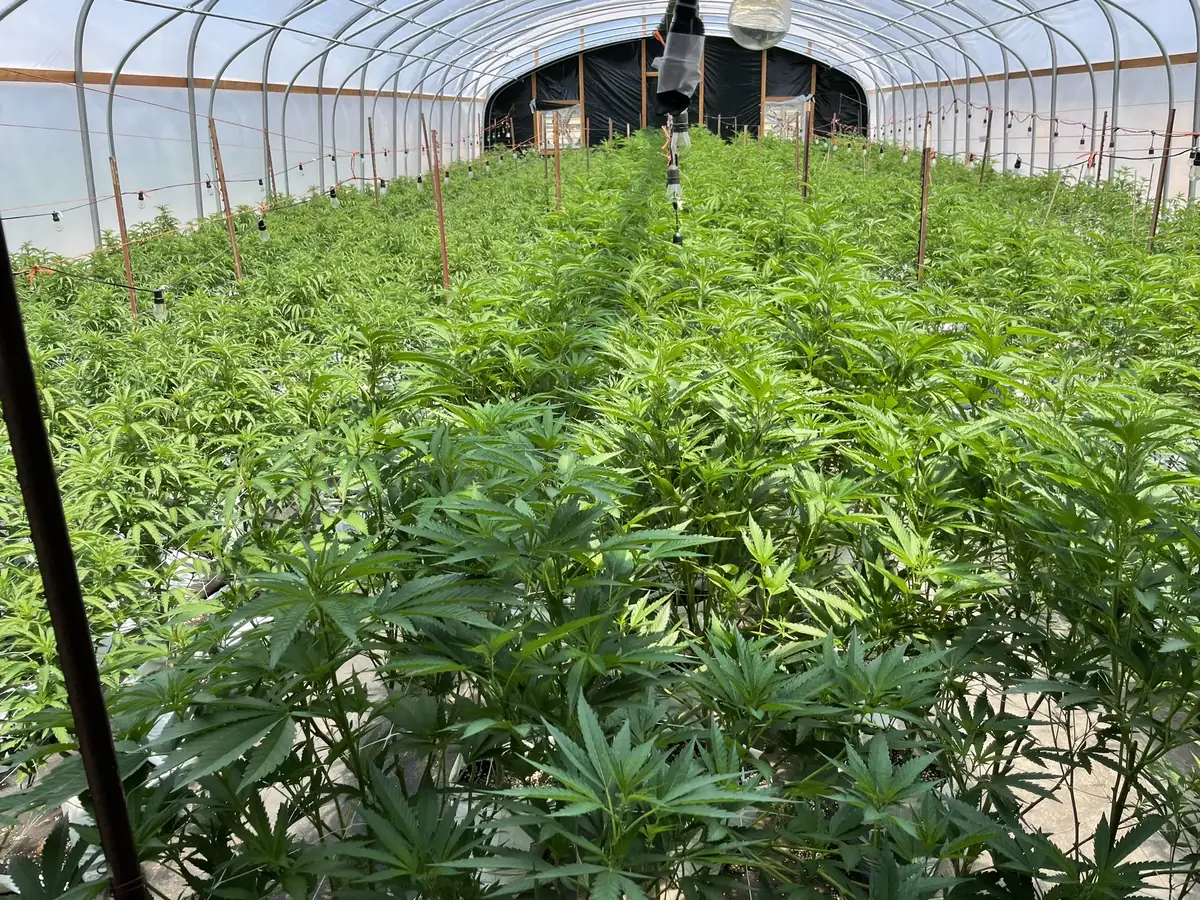 Cannabis harvest team working at commercial outdoor cultivation site in Northern California