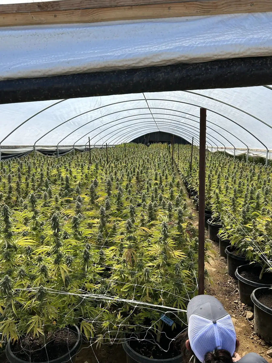 Cannabis harvest being transported in white truck at sunset at Northern California cannabis farm