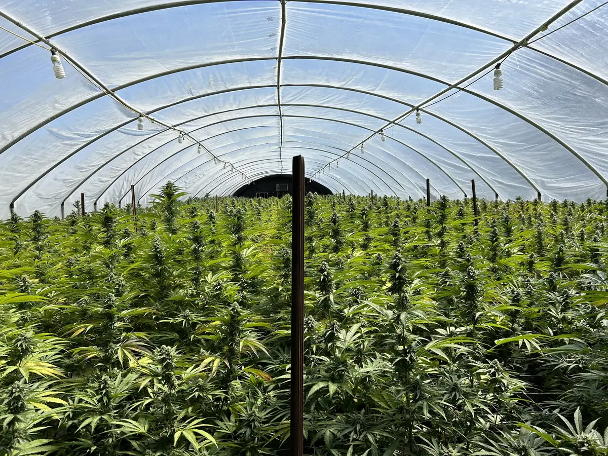 Cannabis harvest workers loading harvested cannabis onto flatbed truck at commercial farm in Northern California