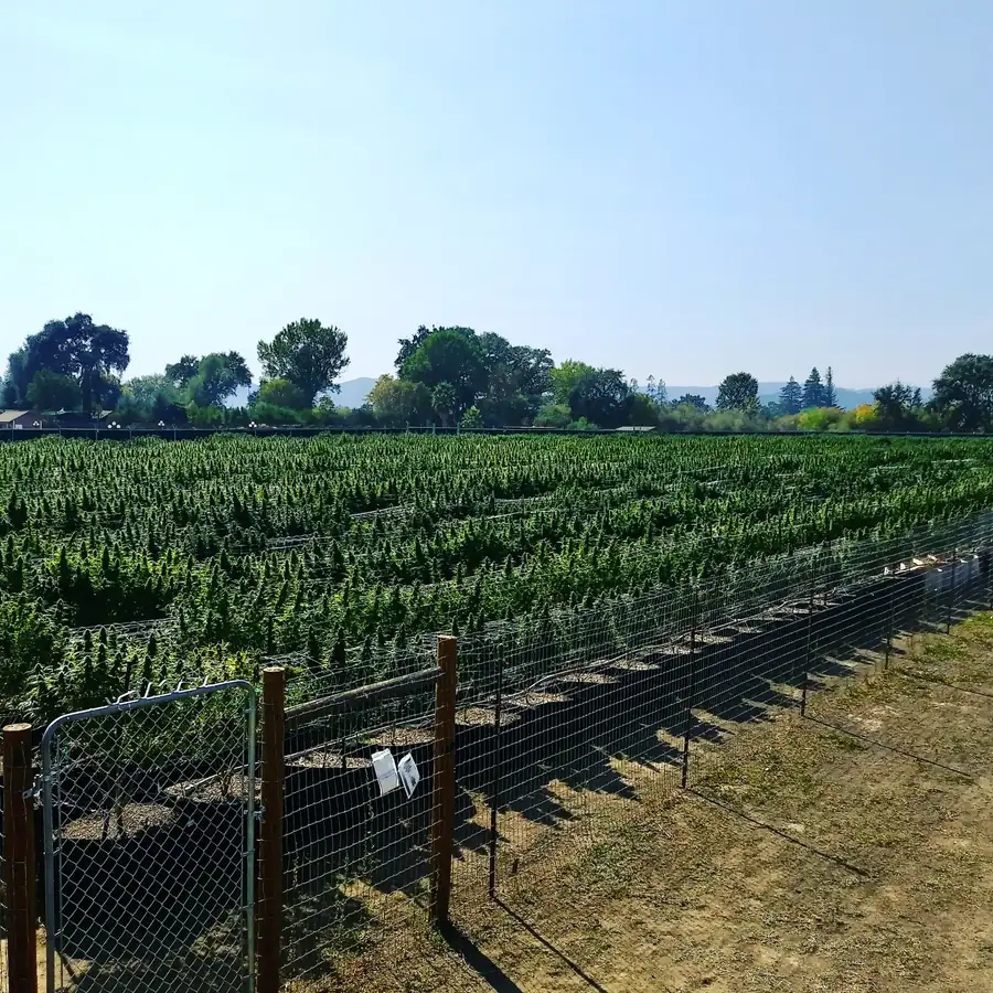 Cannabis outdoor cultivation with canopy management at licensed site in Northern California