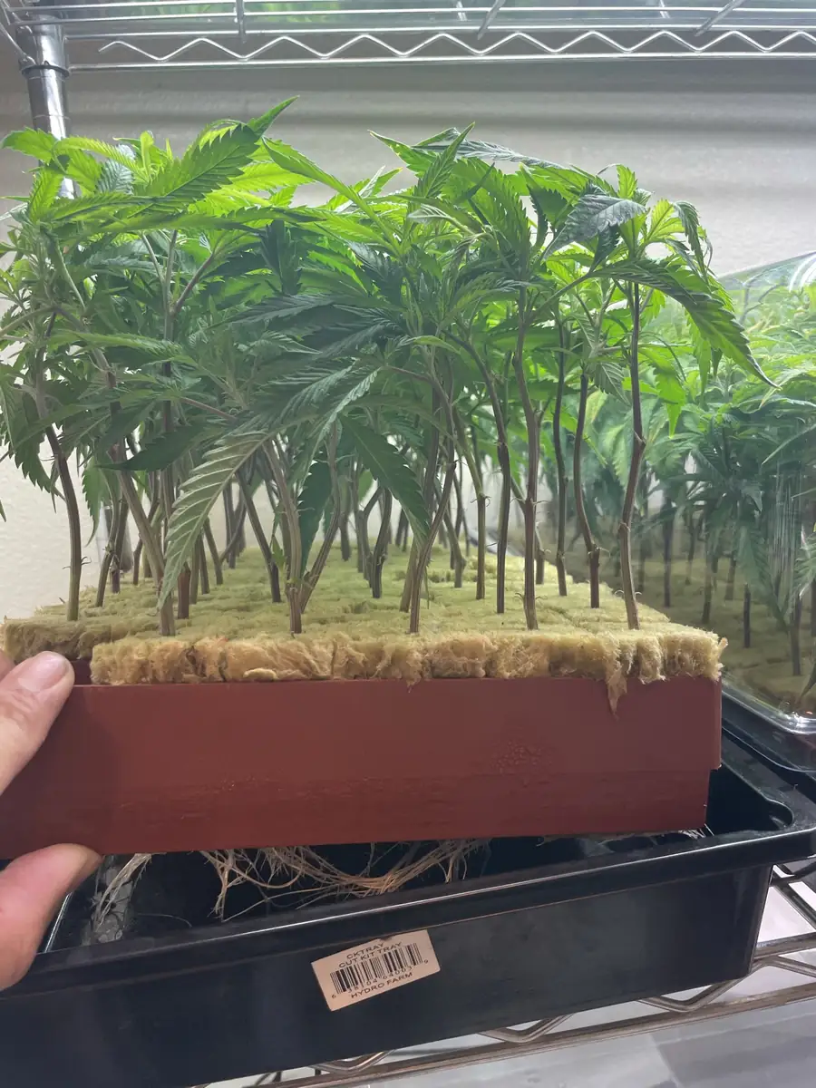 Early season outdoor cannabis cultivation at licensed commercial farm in Northern California