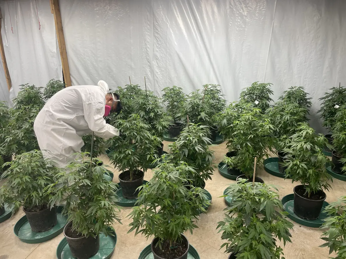 Outdoor cannabis plants in flowering stage at licensed cultivation site in Northern California
