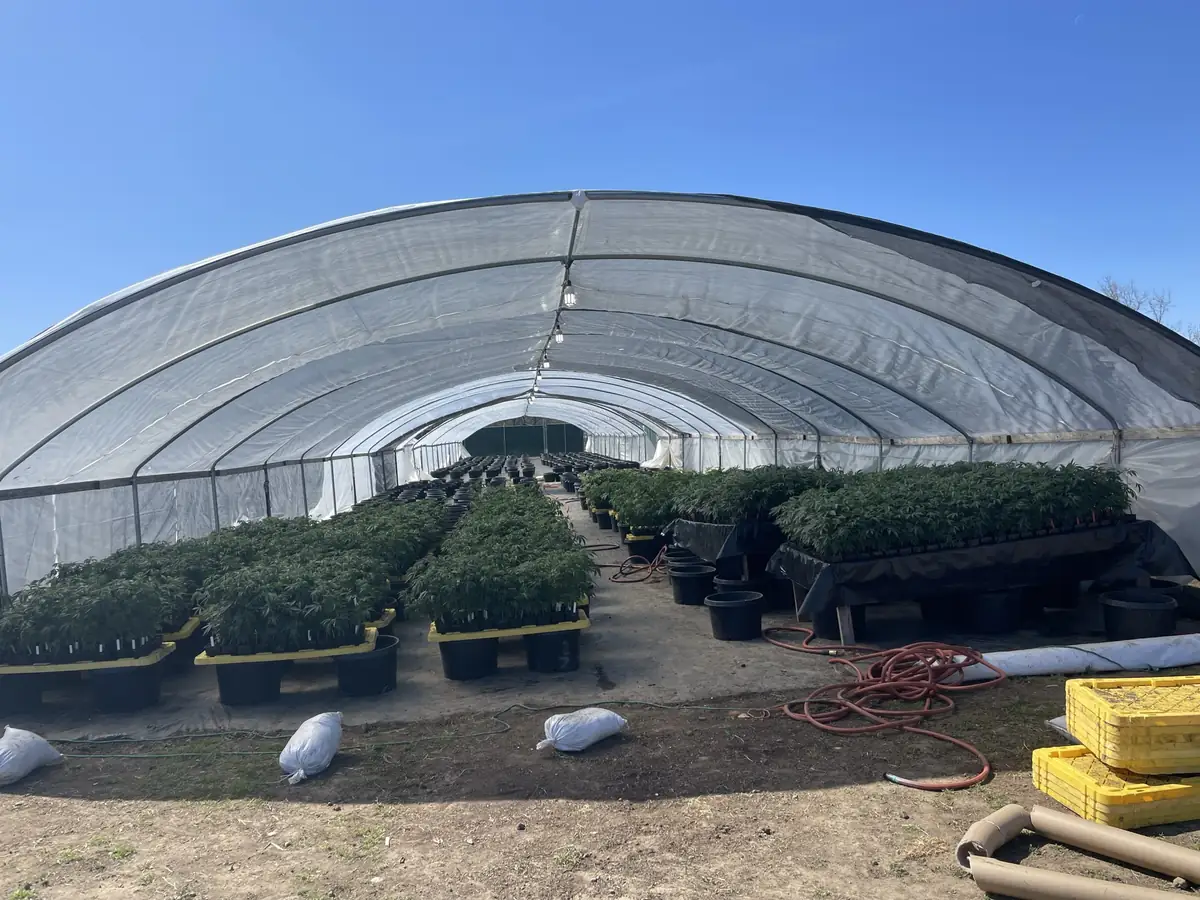 Large outdoor cannabis plants growing in fabric pots at licensed cultivation site in California