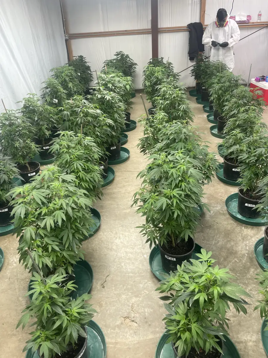 Mature outdoor cannabis plants ready for harvest at licensed cultivation site in Northern California