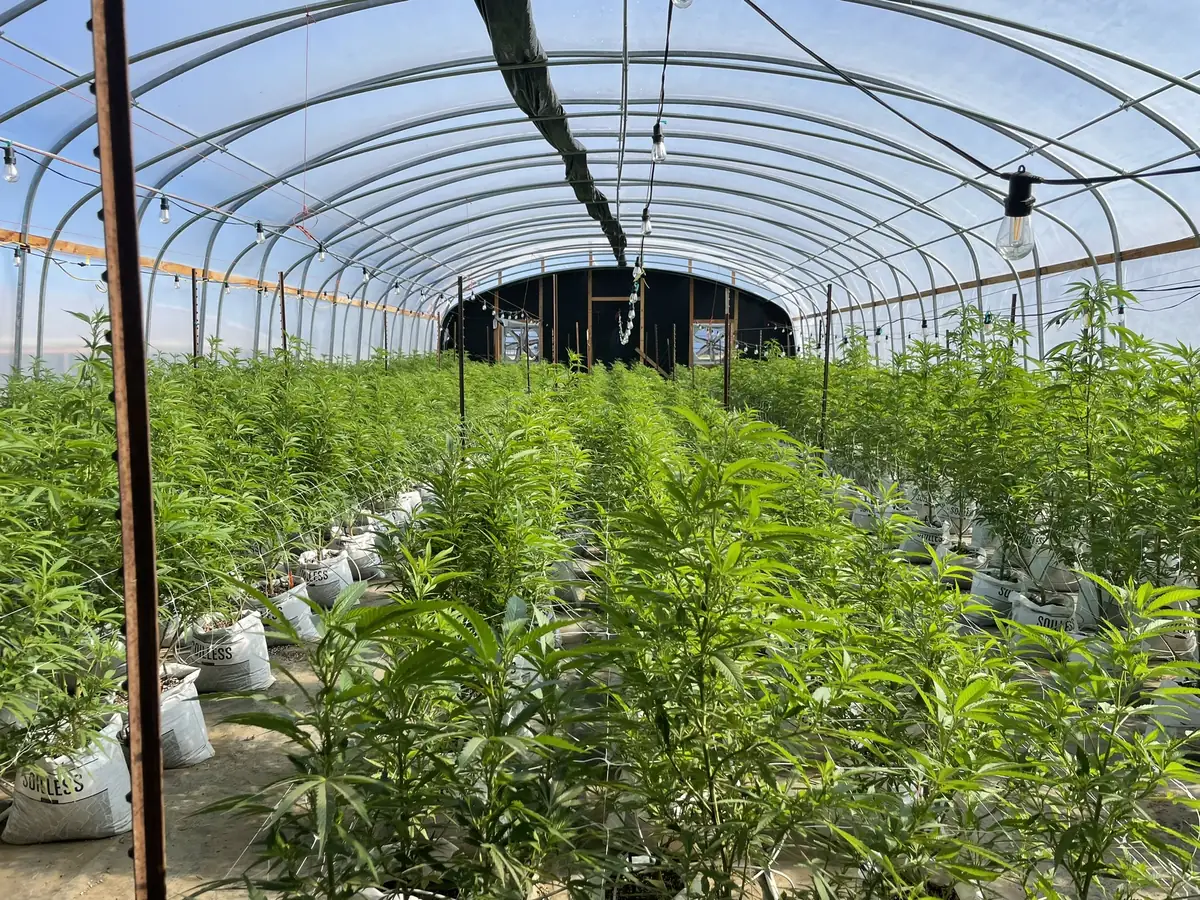 Overview of rows of outdoor cannabis cultivation at commercial licensed operation in Northern California