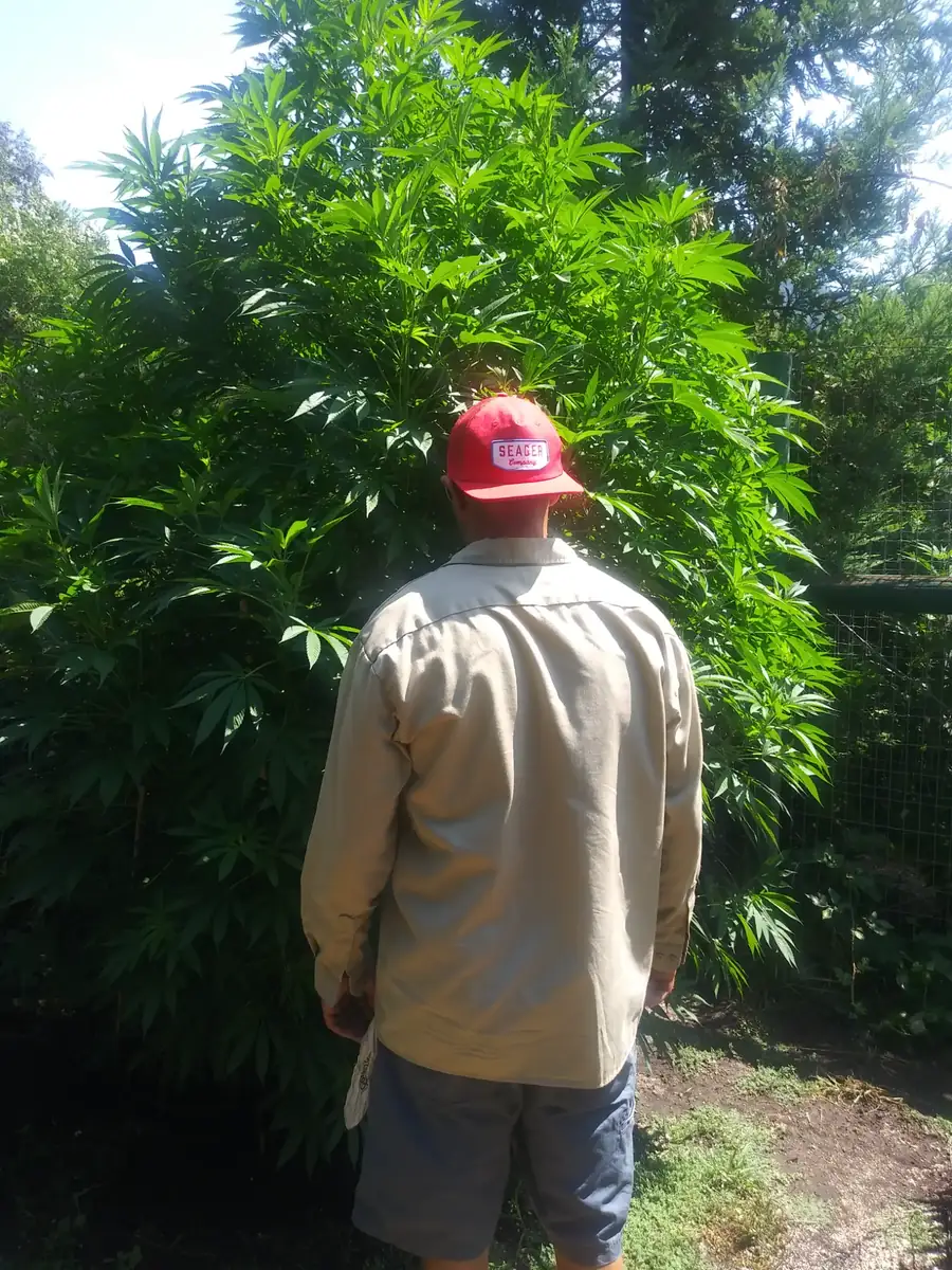 Licensed outdoor cannabis cultivation site with mountain backdrop in Northern California