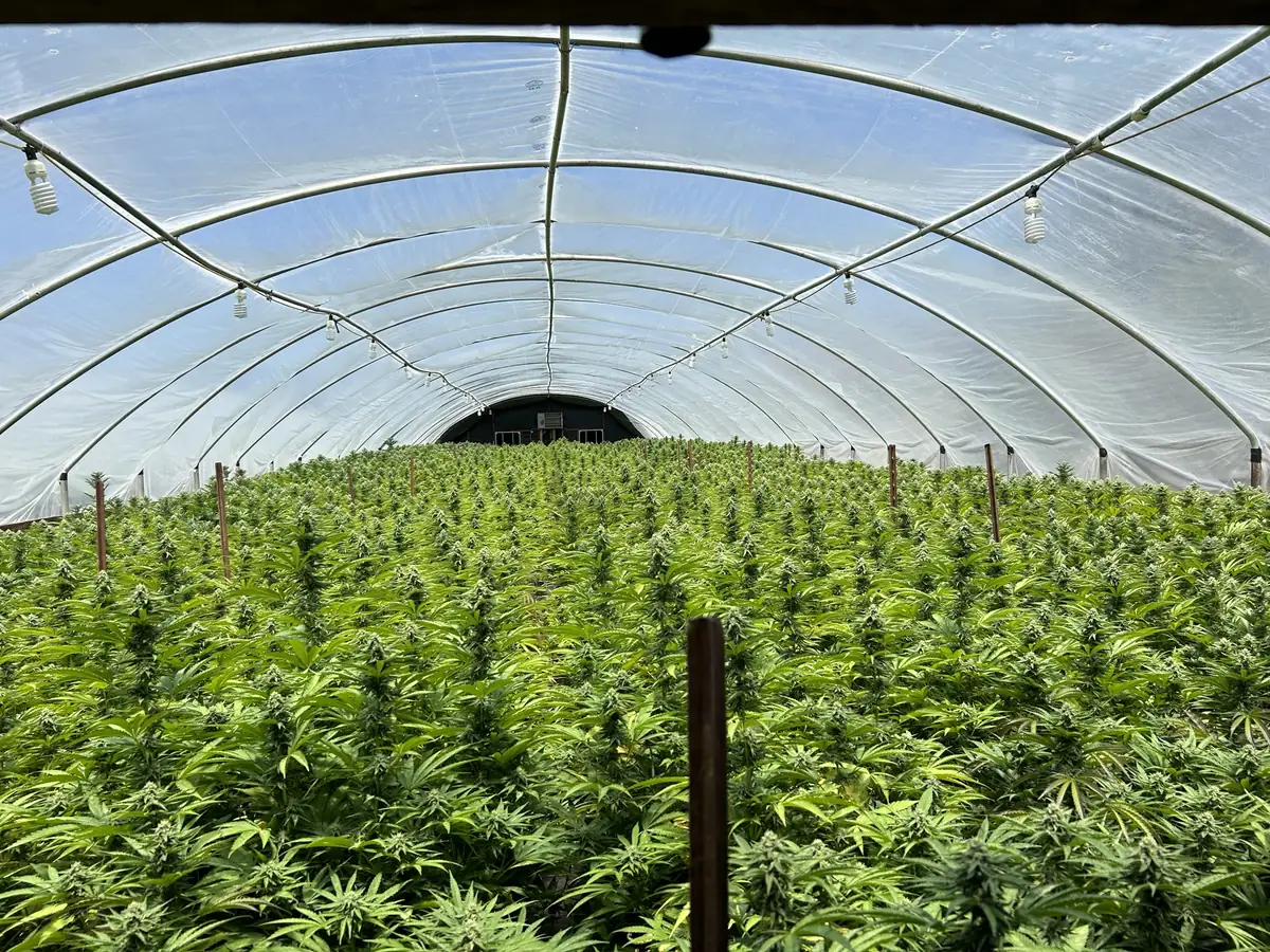 Cannabis outdoor cultivation site in Northern California during DCC compliance inspection and licensing review