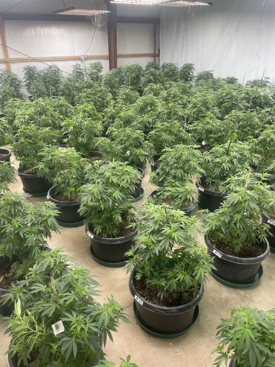 Rows of outdoor cannabis plants in fabric pots at licensed commercial cannabis farm in Northern California