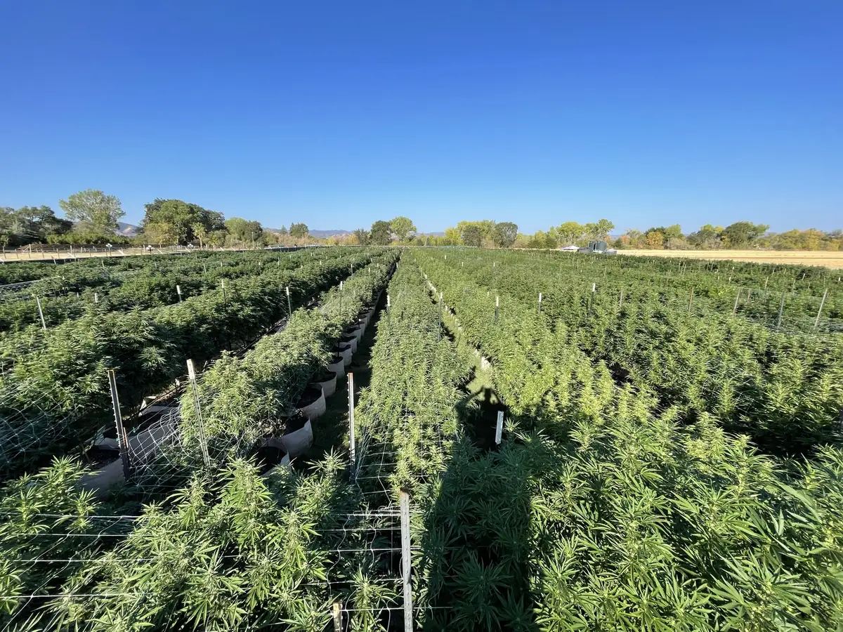 Commercial cannabis cultivation outdoor field in Northern California with fabric pots and drip irrigation