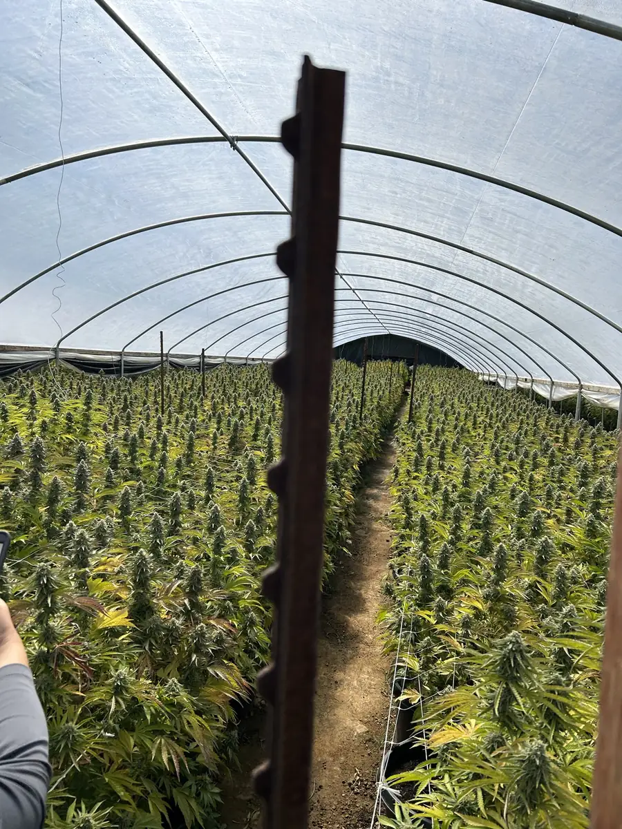 Commercial cannabis greenhouse hoop house cultivation facility in California