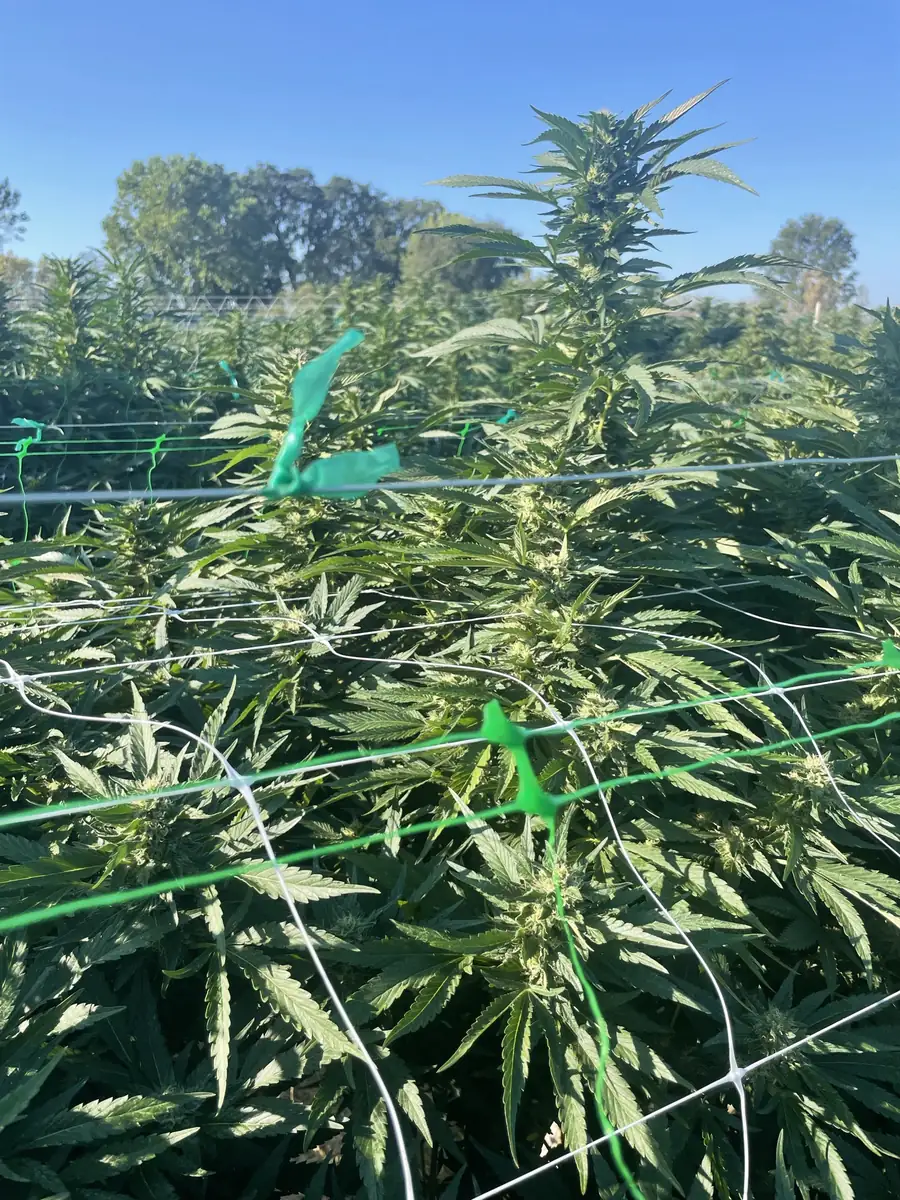 Outdoor cannabis farm with rows of fabric pots under blue sky in Northern California
